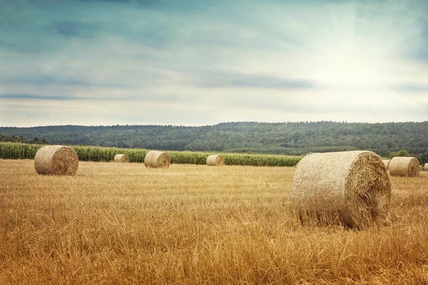 Round bales of straw — Stock Photo, Image