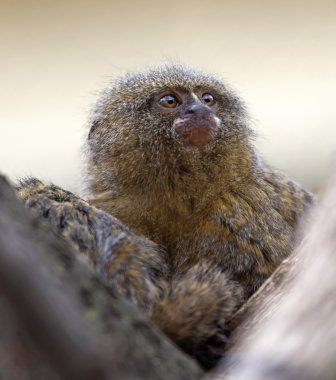 Pygmy marmoset or dwarf monkey clipart