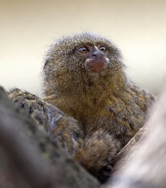 Marmoset pigmeu ou macaco anão — Fotografia de Stock