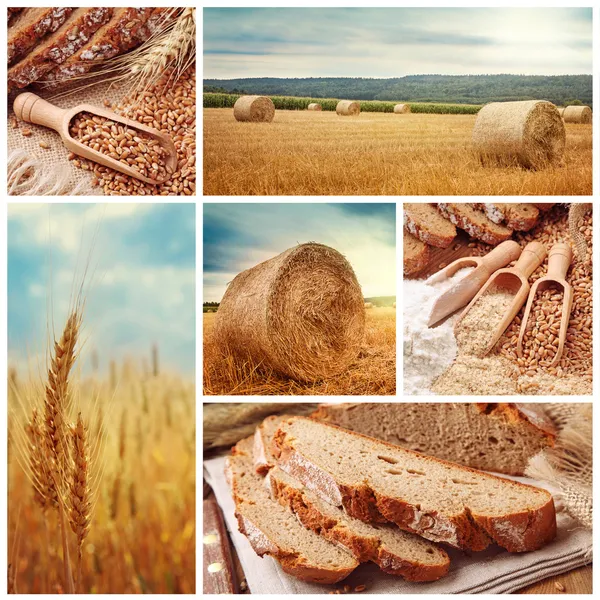 Pan y cosecha de trigo — Foto de Stock