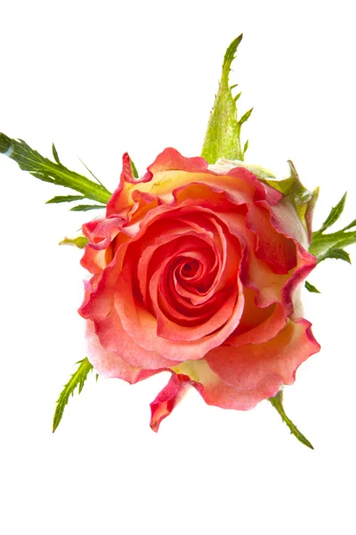 Single rose — Stock Photo, Image