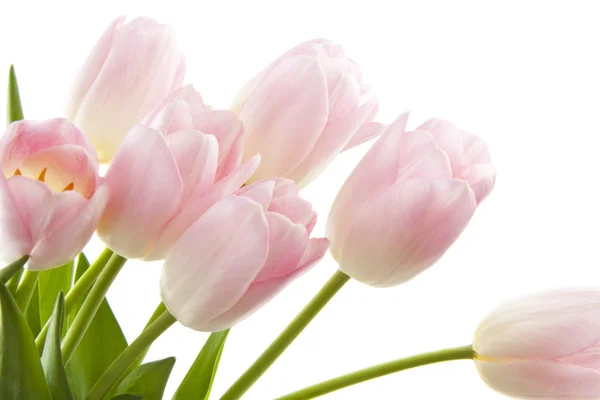 stock image Pink Tulips