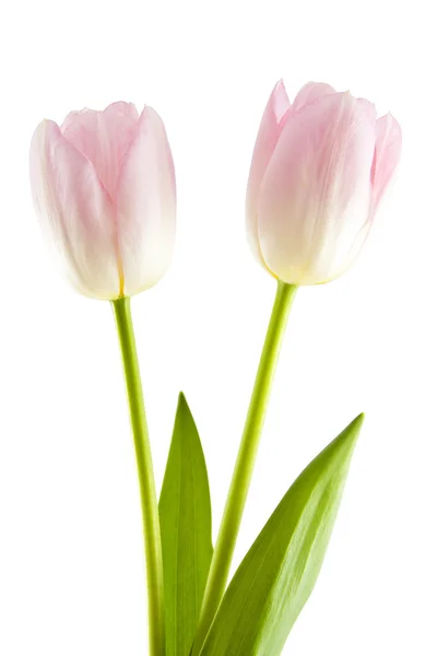 Dwie różowe tulipany — Zdjęcie stockowe