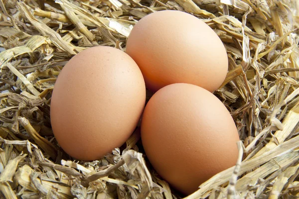 stock image Eggs