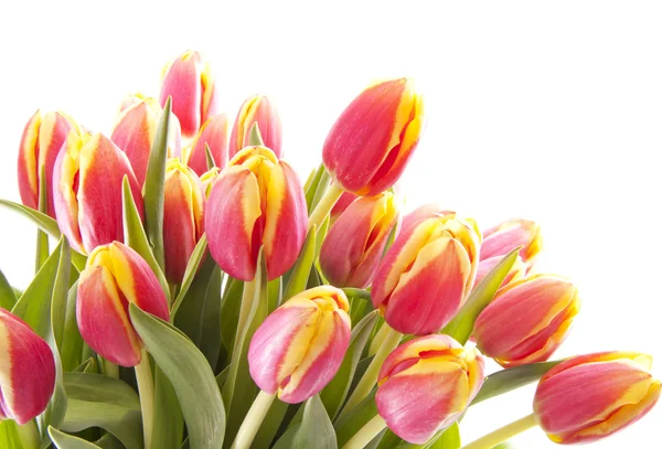 stock image Dutch tulips