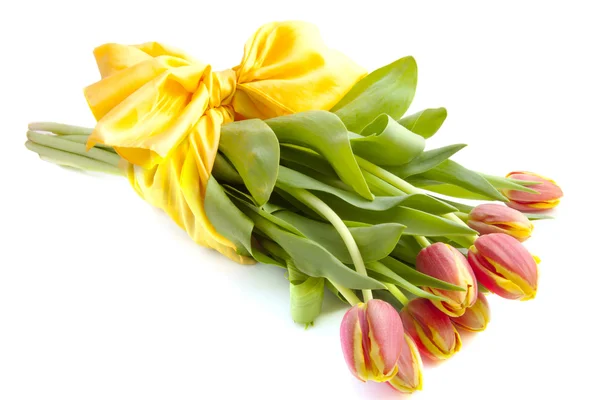 Dutch tulips — Stock Photo, Image