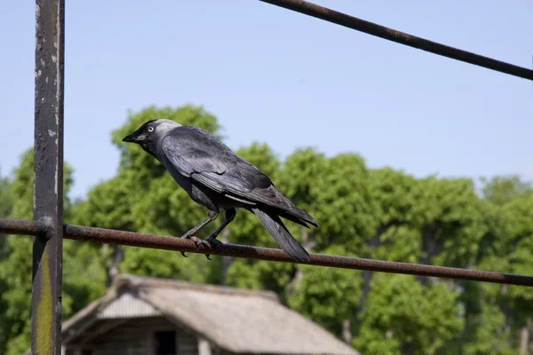 Ворона поодинці — стокове фото