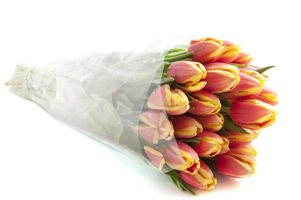 Tulipány z Holandska — Stock fotografie