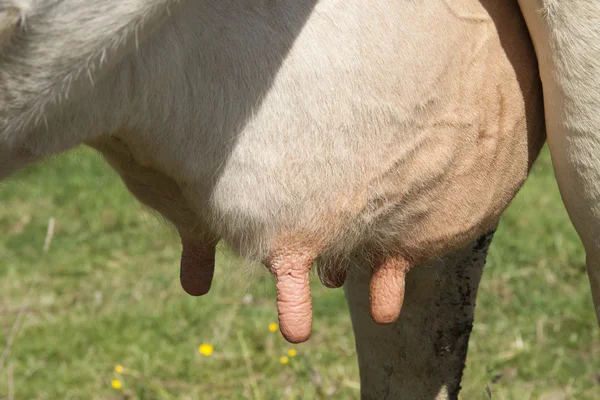 Молоко коров'яче — стокове фото