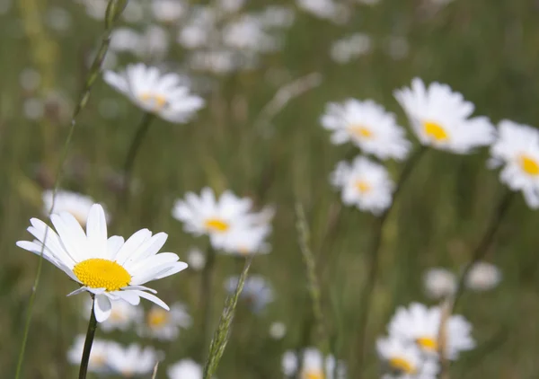 stock image Daisy fields