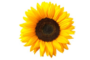 Sunflower clipart