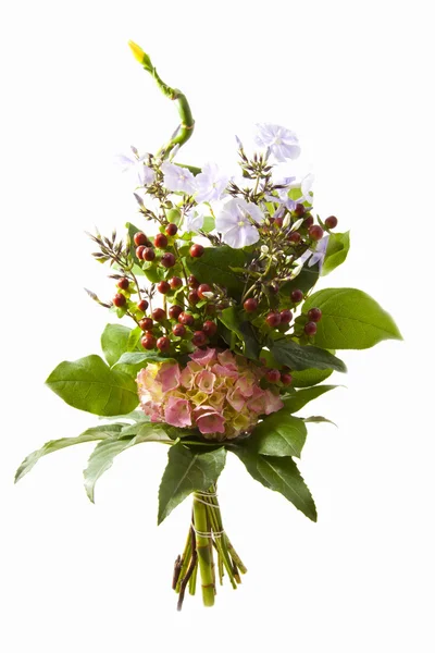 Speciální květiny — Stock fotografie