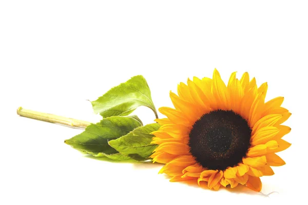 Lovely sunflower — Stock Photo, Image