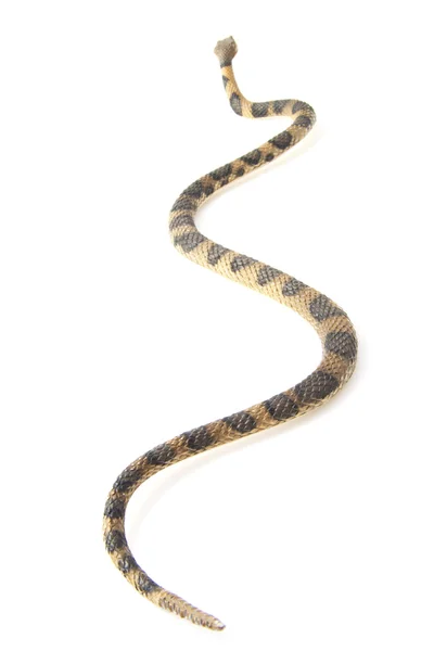 クロールのヘビ — ストック写真