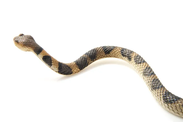 Serpente rastejante — Fotografia de Stock