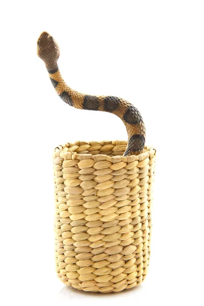Tańczący wąż — Zdjęcie stockowe