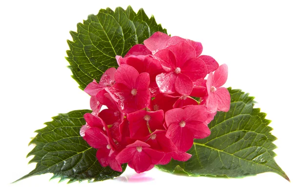 pembe hortensia