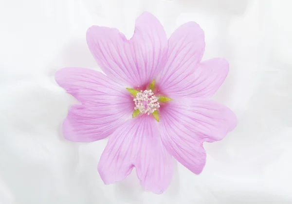 粉红色 lavatera — 图库照片