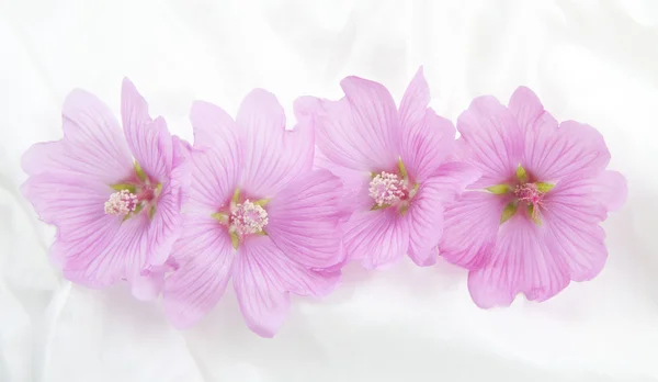 Розовая Лаватера — стоковое фото