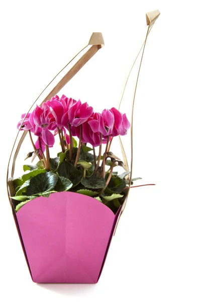 Malý květinový dárek — Stock fotografie
