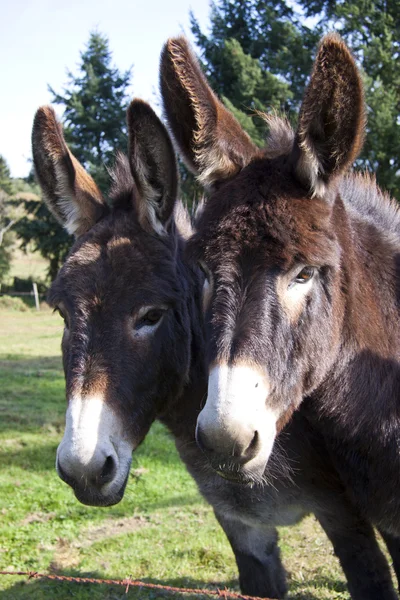 Donkey's — Stock Photo, Image