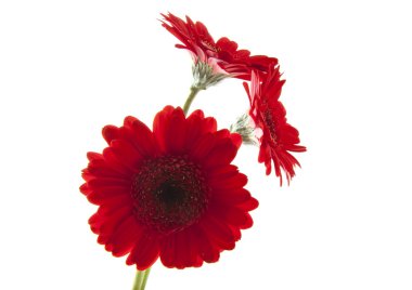 kırmızı gerbera