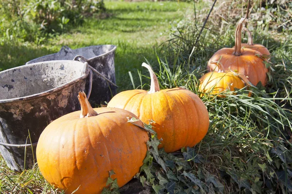 stock image Pumpkins in a row