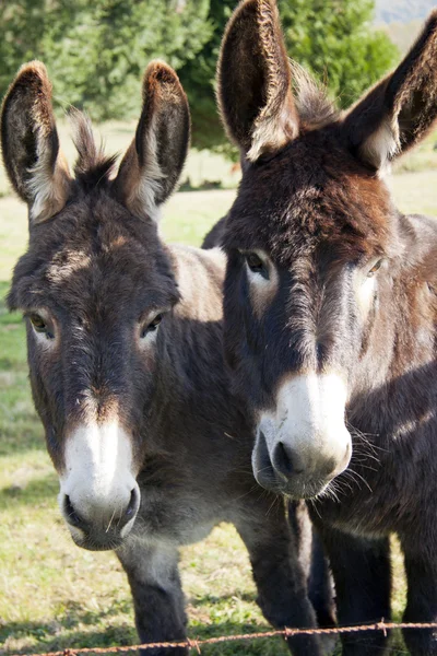 Two lovely donkey's — Stock Photo, Image