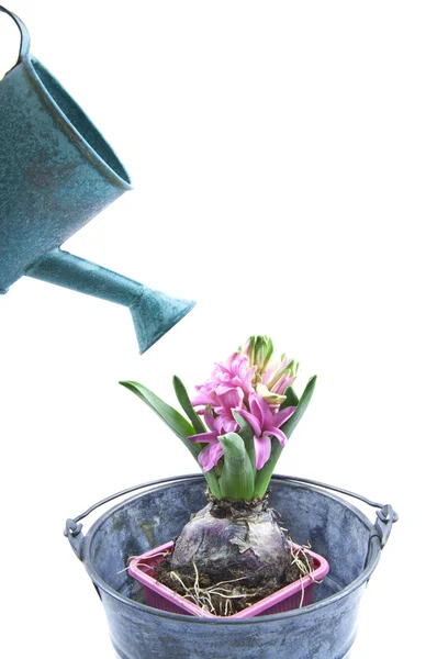 Watering the hyacint — Stock Photo, Image