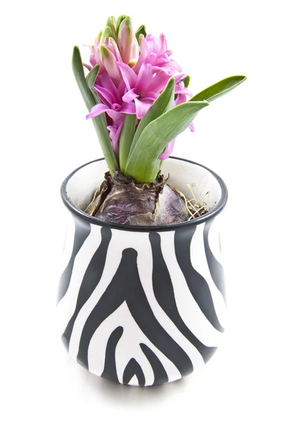 Härlig hyacint — Stockfoto