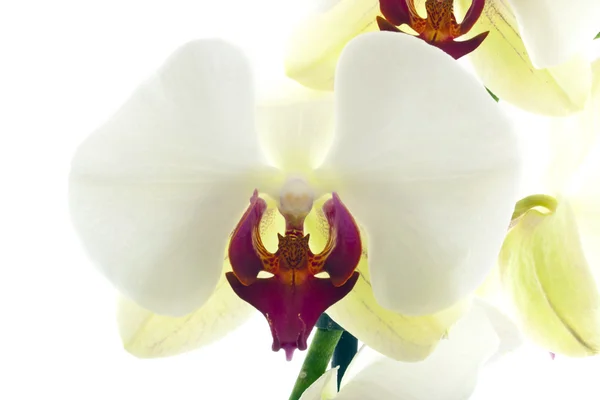 白色彩色的兰花 — 图库照片
