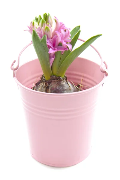 Härlig hyacint — Stockfoto