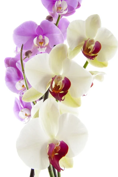 Zwei Orchideen — Stockfoto