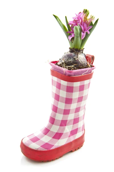 Kleine roze hyacint — Stockfoto