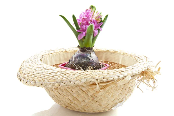 Malý růžový Hyacint — Stock fotografie