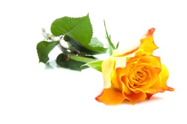 Yellow rose clipart