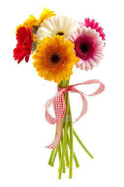 Colorful gerbera clipart