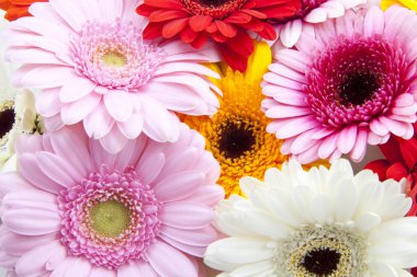 Gerbera background clipart