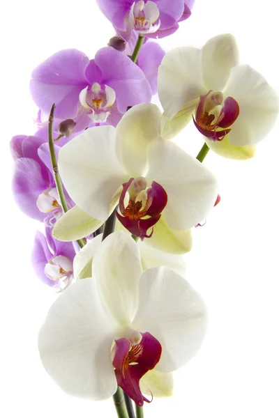 Красочная орхидея — стоковое фото