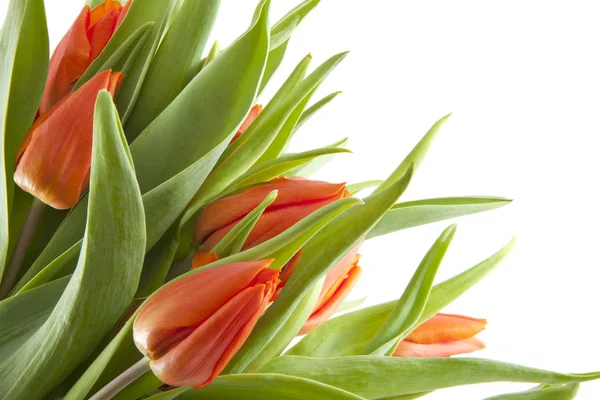 Orangene Tulpen — Stockfoto