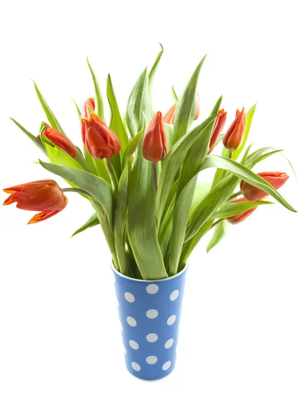 Tulipes néerlandaises — Photo