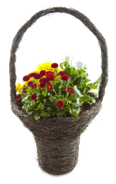 Dekorativní květinový koš — Stock fotografie