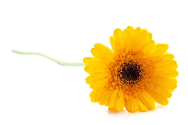 Zon bloem — Stockfoto