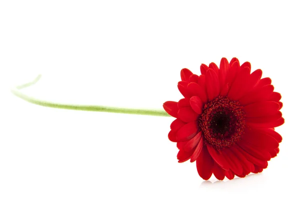 Beautiful red gerbera — Stock Photo, Image