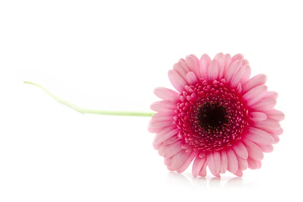 Śliczny różowy gerbera — Zdjęcie stockowe