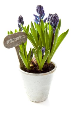 Purple hyacinth clipart