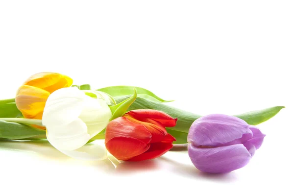 Bei tulipani olandesi — Foto Stock