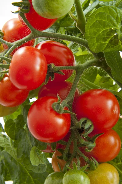 おいしいトマトのクローズ アップ — ストック写真