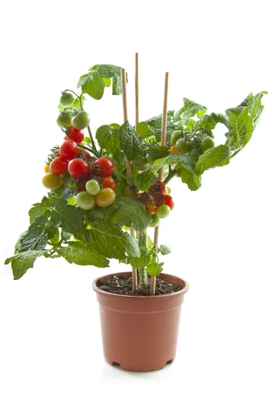 Sladký rajčata — Stock fotografie
