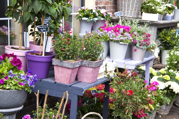 Nederländska flowershop — Stockfoto